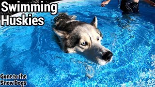 Husky Gets NEW Pool  Husky Swimming in the Pool Party [upl. by Salokin]