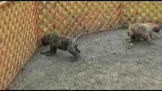 BULLMASTIFF PUPPIES PLAYING・・・ [upl. by Fritzie]