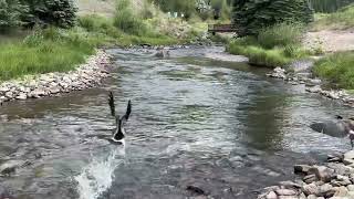 Canada Geese Mountain Stream Telluride Colorado 2024 [upl. by Sands]