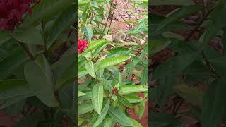 Flowers of Ixora indica L Baill [upl. by Attirb797]