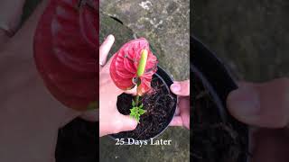 Tips for propagating anthuriums to quickly germinate [upl. by Eceirahs]