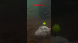 Underwater Fishingunderwater underwaterfishing carp fish fishing [upl. by Daney]