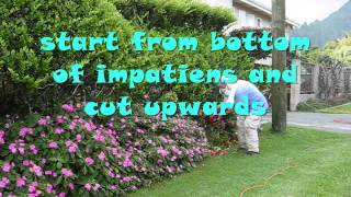 How to Care for Your Impatiens [upl. by Eisenstark]