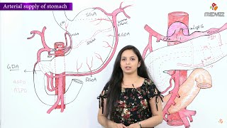 Arterial supply of stomach  Gross anatomy of Abdomen [upl. by Ahon300]