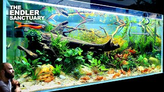 The Endler Sanctuary EPIC 4ft Natural Style Aquarium aquascape tutorial [upl. by Kohsa262]