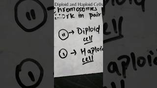 Diploid and Haploid Cells [upl. by Rheims]