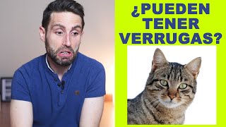 ¿Los gatos pueden tener verrugas [upl. by Sybilla]