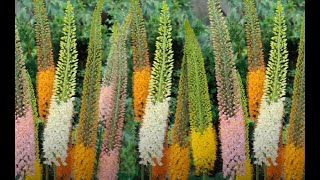 Foxtail Lily  Desert Candles Eremurus elwesii Flower [upl. by Onnem]