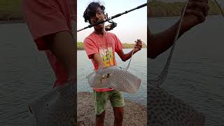 Beautiful Stingray Caught While BaitFishing Leopard Ray  Fishing In Goa stingray leopardray goa [upl. by Gilead471]