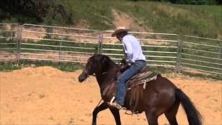 Working a bolting horse [upl. by Winnie]