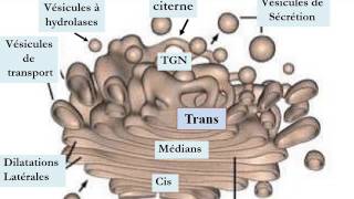 CYTOLOGIE LE SYSTÈME ENDOMEMBRANAIRE [upl. by Bailie]