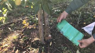 How to apply a grease band to a fruit tree [upl. by Atir]