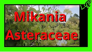 🌿Trepadora Bejuco enredadera Mikania spp Asteraceae🏵️ [upl. by Emmett]