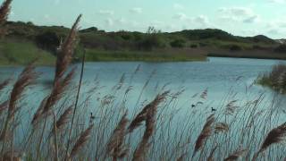 Duinen tussen Katwijk en Wassenaar in HighDefinition [upl. by Quinton]