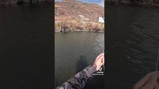 Fly fishing lower Provo for whitefish in Utah fishing flyfishingonly troutreel troutlure [upl. by Walden]