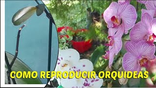 COMO REPRODUCIR ORQUIDEAS [upl. by Ardussi961]