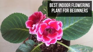 Best Indoor Flowering Plant for Beginners  Grows Under Shade  e URBAN ORGANIC GARDEN [upl. by Ramgad]