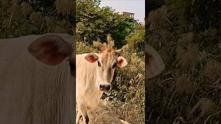 गाय हमारी आध्यात्मिक माता है🐂🥰🙏🚩 cowbhakti help respect animals maa [upl. by Crenshaw]