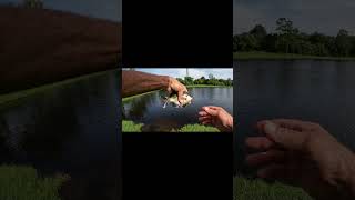 Fly Fishing Bass And Bluegill shortsvideo fishing shortvideo [upl. by Enaled]