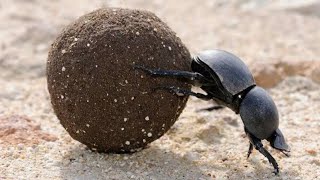 dung beetle lifting heavy objects  dung beetle eating poop  dung beetle life cycle [upl. by Anned]