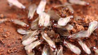 Termites Signs and prevention tips [upl. by Eiboh200]