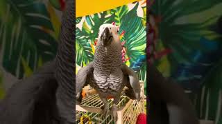 PARROT DANCING AND MATING  What Should You Do When This Behavior Happens [upl. by Abell]