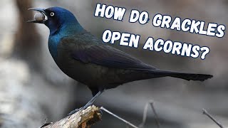 How do grackles open acorns [upl. by Atinoj]