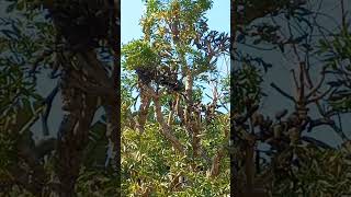 Loerie and Redwinged Starling Birds in SA 🇿🇦 NATURE TEAM EleenVorster [upl. by Brandi]