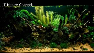 Lava Stein Aquarium  Aquascape Vergleich 1 Tag amp 2 Monate später lava rock stone aquarium [upl. by Adnert]