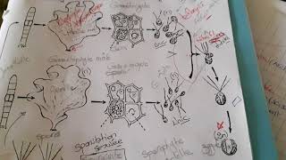 Ulva lactuca cycle de developpement thaloophyte part 1 [upl. by Eelyah]