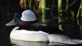 Bufflehead Bucephala albeola closeup [upl. by Stringer489]