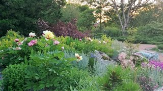 Intersectional Peonies and Miniature Conifers at the Cantigny Park Rock Garden Wheaton June 2021 [upl. by Haliled]