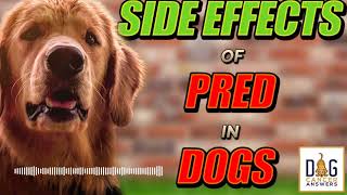 Side Effects of Prednisone in Dogs │ Dr Demian Dressler QampA [upl. by Froemming]