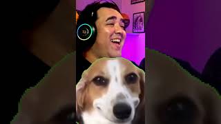 Doguinho Sem Limites Xixi no Teto do Carro 🚗🐾😂 meme ohjoseneto reaction pets humor [upl. by Areht]