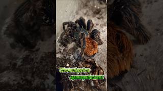 Schlechte Nachrichten von der Chromatopelma cyaneopubescens Elvira shorts injured wildlife [upl. by Latsyrk]