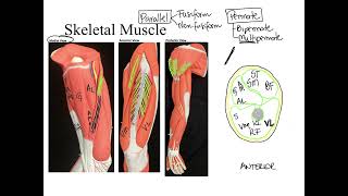 Dr Benaduce Fascia vs Fascicles AND Fascicle classification Muscular System lecture [upl. by Schnur297]