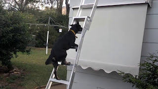 Kelpie dog climbs a ladder [upl. by Ferdinanda]