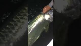 Hooked in the head Miami tarpon biscayne bay fishing [upl. by Evets]