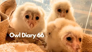 Owl Diary 66 More owlets feeding Eagles Ural owl and why did I take birds of prey to Essex [upl. by Riannon718]