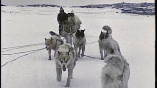 An InuitEskimo family in the Arctic 1959 [upl. by Merriman]