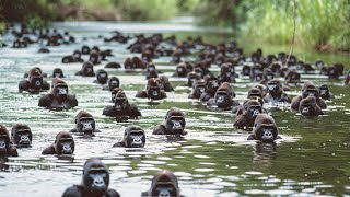 Les Gorilles Sont Choqués Que Les Chimpanzés Aient Commencé À Les Tuer [upl. by Phillie]