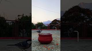 cute cinereous birds asmrsounds nature shots shorts satisfying feeding cutebirds [upl. by Layor]