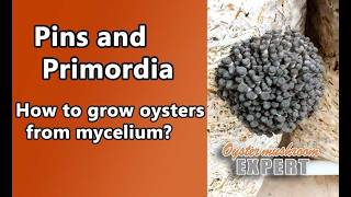 Formation of oyster mushroom primordia What is the difference between primordia and pins [upl. by Goss616]