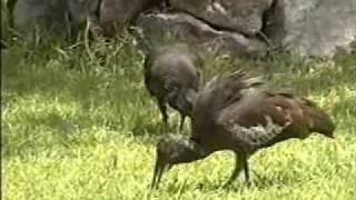 WATTLED IBIS Addis Ababa [upl. by Thad]