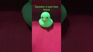 Squeakers your best friend Duck Squeaker￼￼ [upl. by Ahdar]