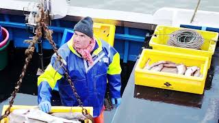 The Death Of Long Line Fishing For Cod In Yorkshire Whitby [upl. by Dewar]