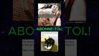 TAS RI ABONNE TOI 😂 all memes random pourtoi funny humour abonnetoi viral video shorts [upl. by Ahsenre]