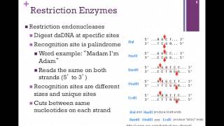 171PCR amp Restriction Endonucleases [upl. by Aihsia698]