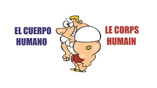 Francés El cuerpo humano [upl. by Kreager]