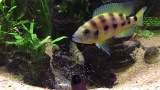 Neolamprologus tretocephalus and sexfasciatus [upl. by Magdalen243]